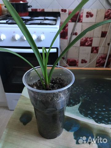 Гиппиаструм