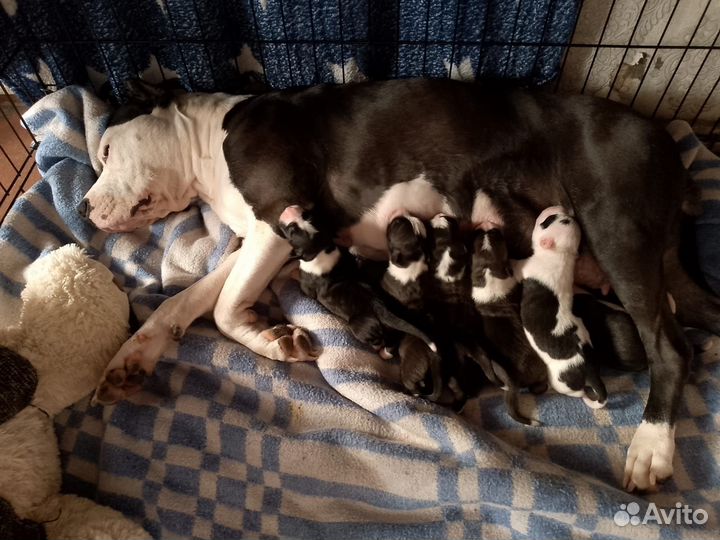 Щенки амстаффа