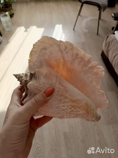 Ракушка морская большая