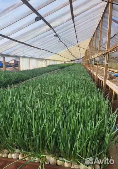 Рабочий на ферму лука VAK-8622