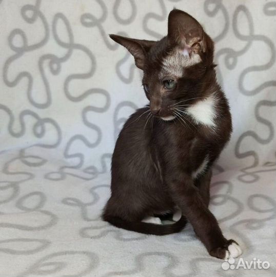 Ориентальные котята