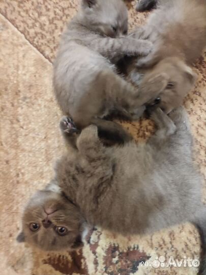 Шотландские вислоухие котята