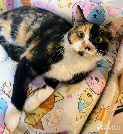 Маруся очень умная кошка