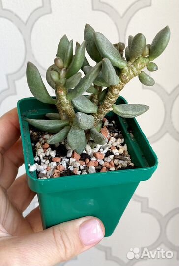 Адромисхус шулдианус Джуттэй, Делосперма шиповатая