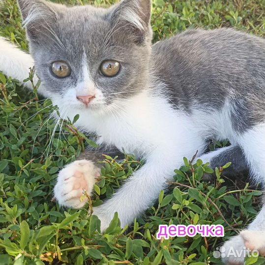 Отдам котят в добрые руки