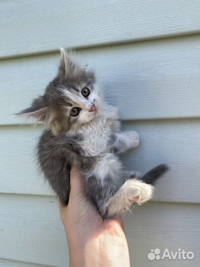 Шотландская кошка
