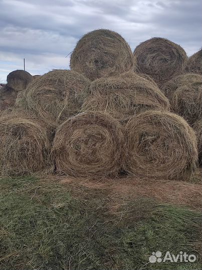 Продам сено в рулонах