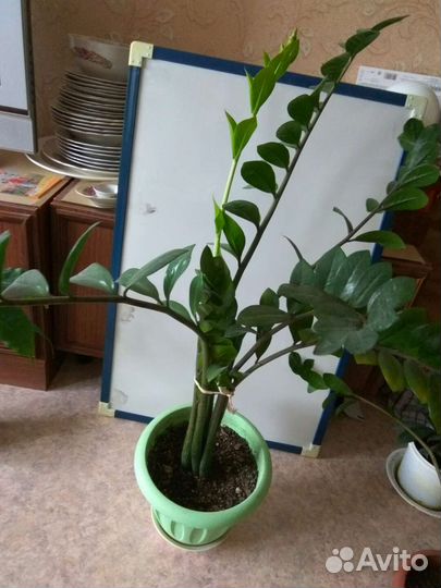 Комнатные растения