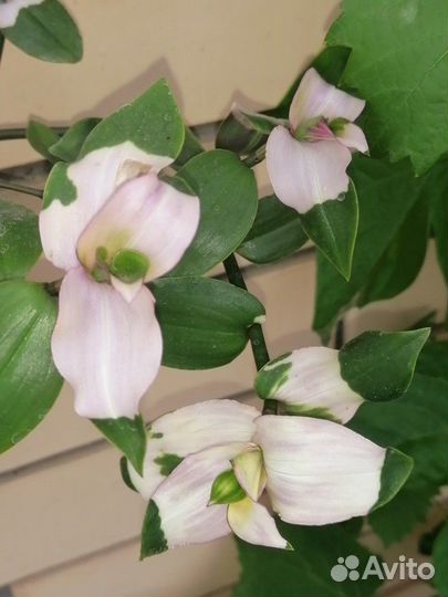 Традесканции, Рео Триколор