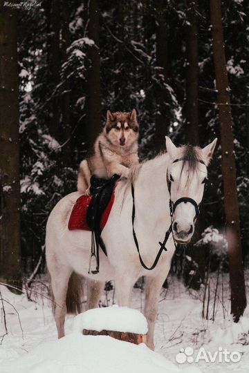 Дрессировка собак. Услуги кинолога. окд,зкс,апс