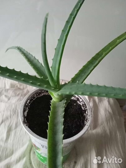 Алоэ лечебный