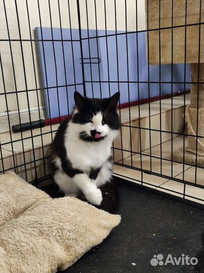 Кот Марсель в добрые руки