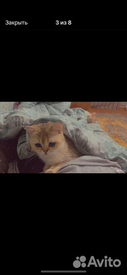 Котята в добрые руки бесплатно девочка