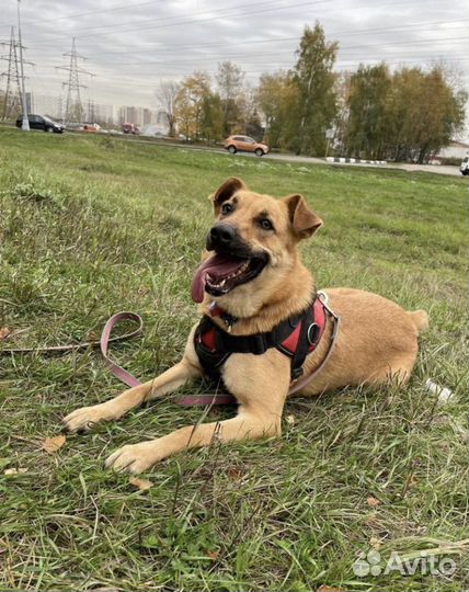 Улыбчивый Жак из приюта ищет дом