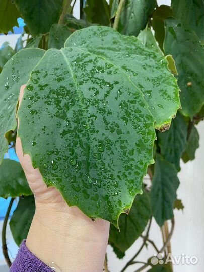 Тетрастигма большая