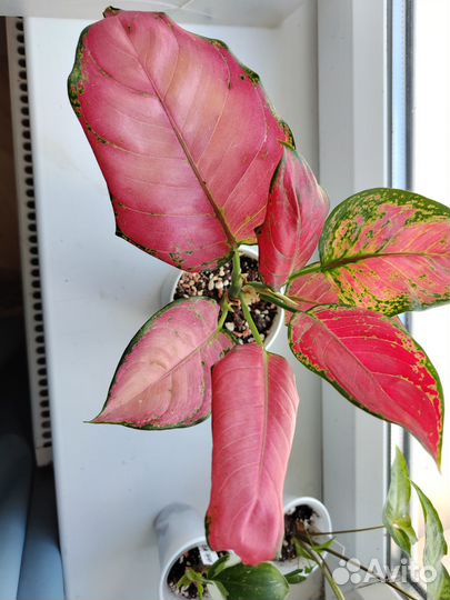 Аглаонема пинк стар / сан стар