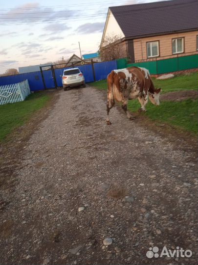 Корова хорошая дойная