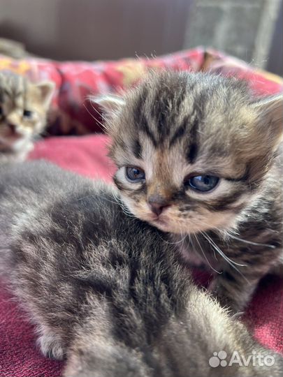 Британские котята