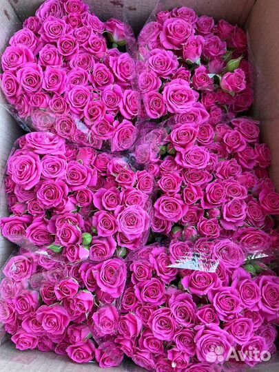 Кустовые розы оптом