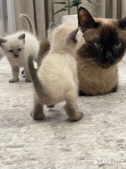 Сиамские котята
