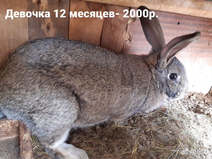 Кролики