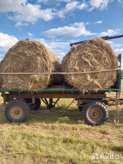 Продам сено в рулонах