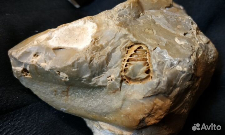 Камень древний с окаменелостью