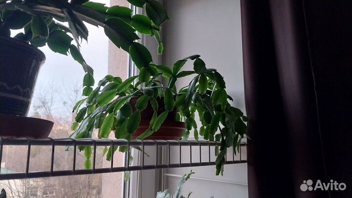 Декабрист взрослый