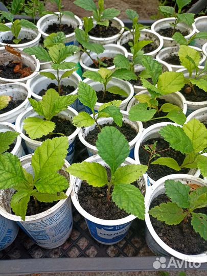 Боярышник крупноплодный саженцы