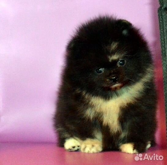 Померанский шпиц, кукольные щенки с документами