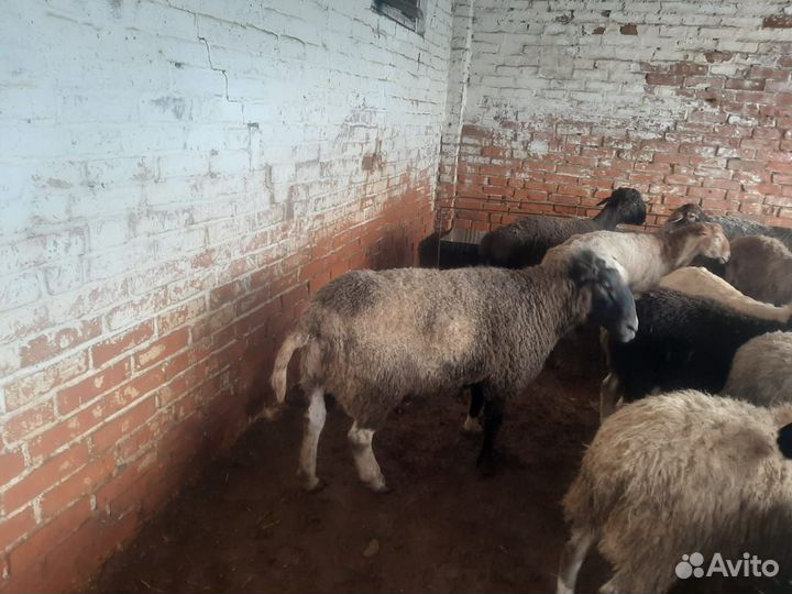 Коза. Барани