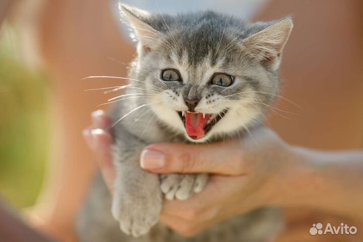 Шотландские котята