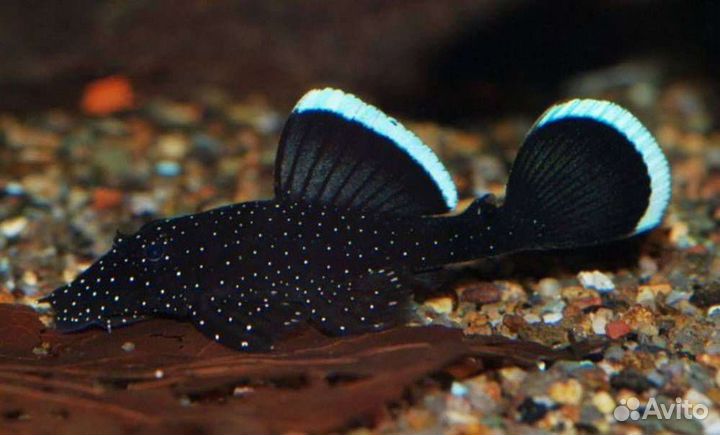 Сомики анциструсы звёздчатые L-181