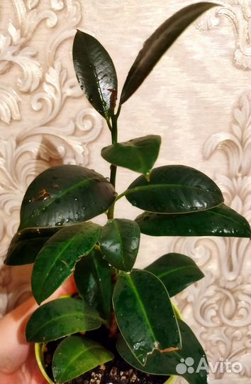 Фикус, Сансевиерия