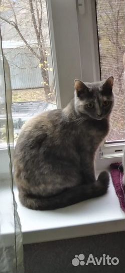 Кошечка Шанель