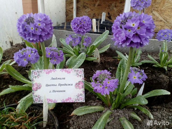 Примулы. Армерии. Многолетние цветы