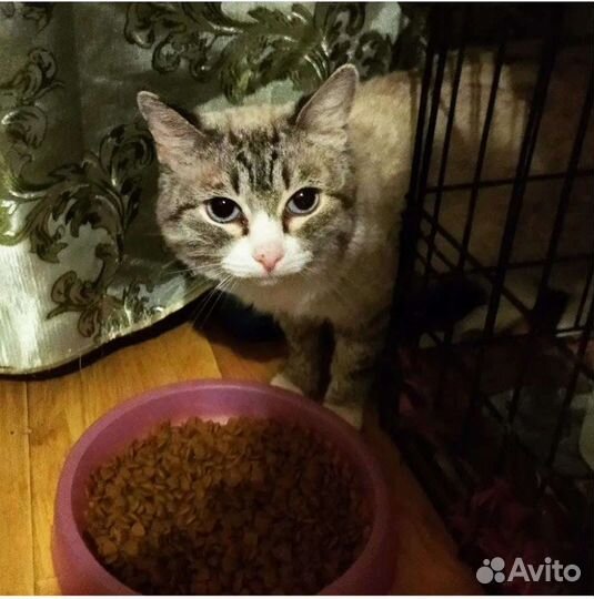 Котик Пушок