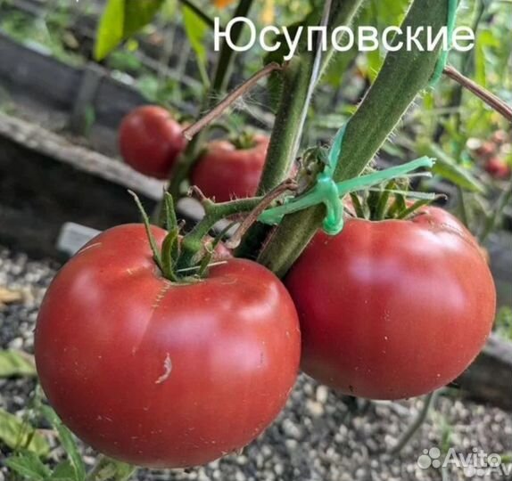 Помидоры высокие рассада