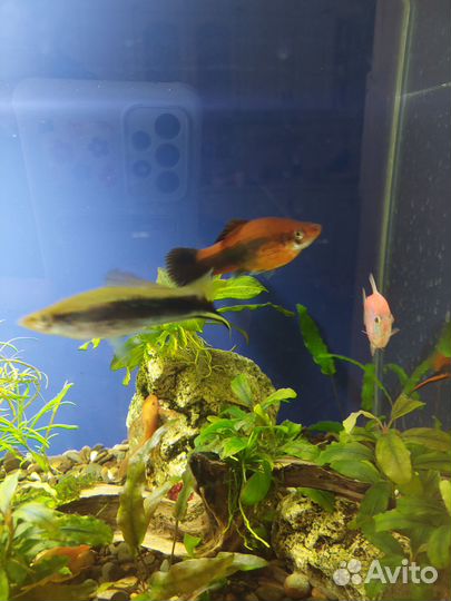 Моллинезия и меченосцы