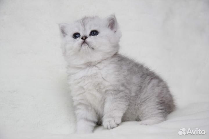 Серебристые котята