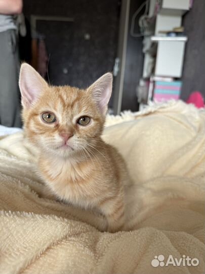 Шотландские котята