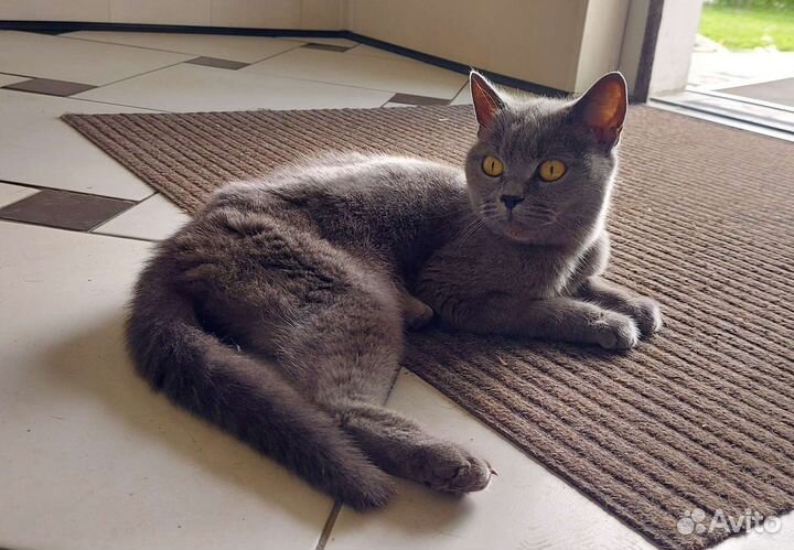 Кошка британская короткошерстная