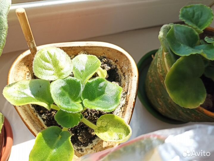 Фиалка сортовая белая блестит перламутром