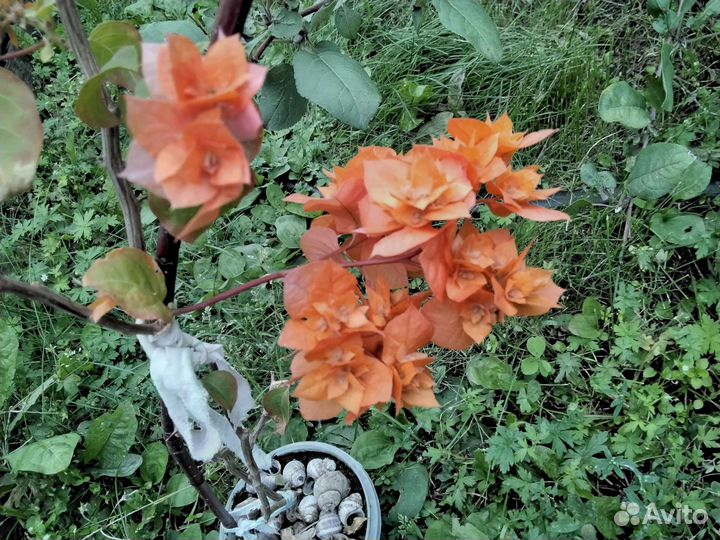 Бугенвиллия махровая