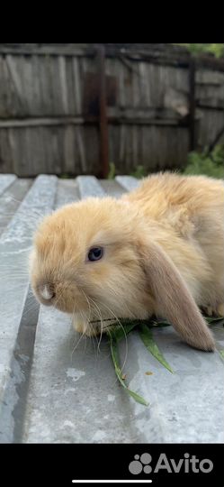 Декоративные кролики