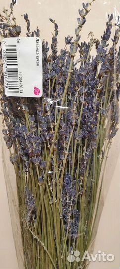 Лаванда сухоцвет