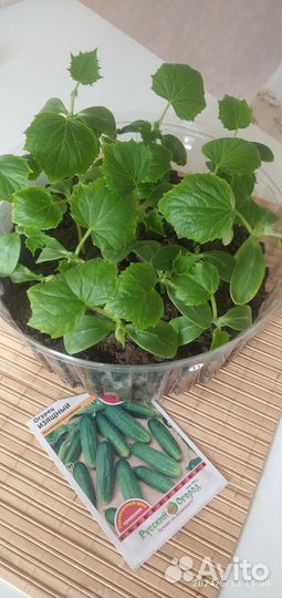 Рассада огурцов