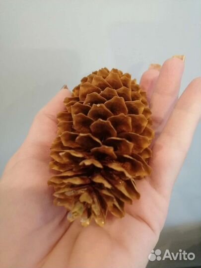 Шишки еловые крашенные