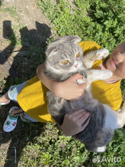 Шотландская
