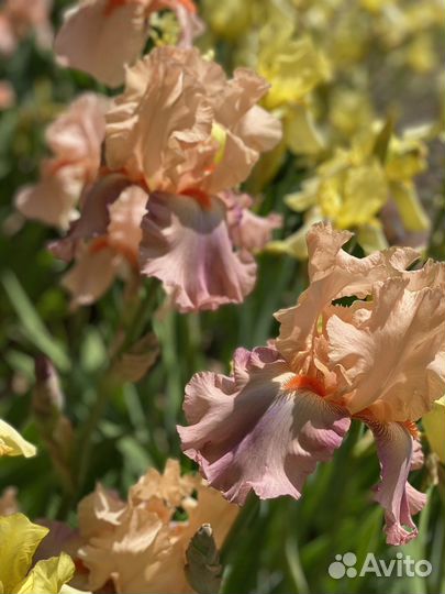 Ирис бородатый